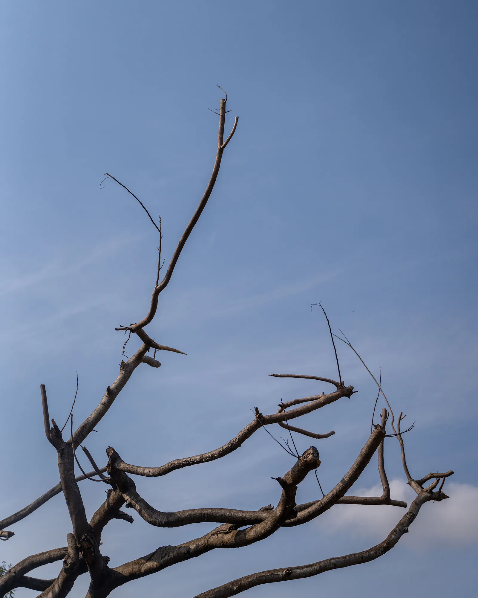 Bare branches against blue sky